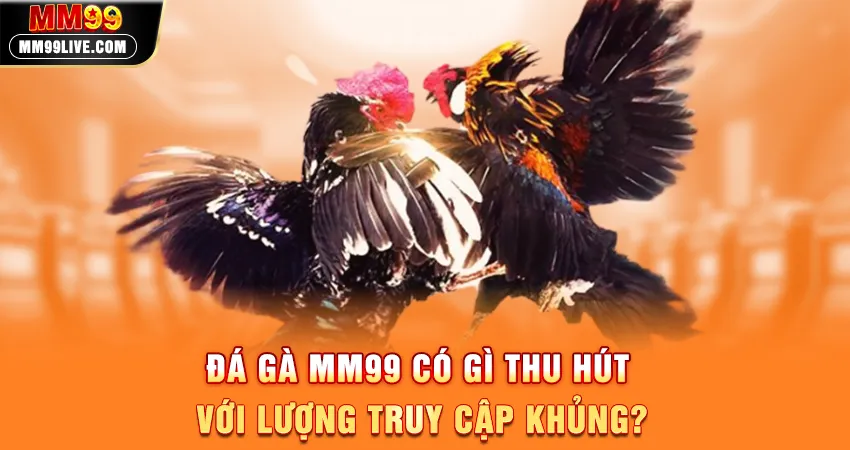 Đá Gà MM99 Có Gì Thu Hút Với Lượng Truy Cập Khủng?