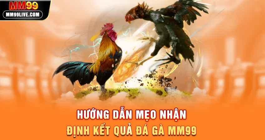 Hướng Dẫn Mẹo Nhận Định Kết Quả Đá Gà MM99